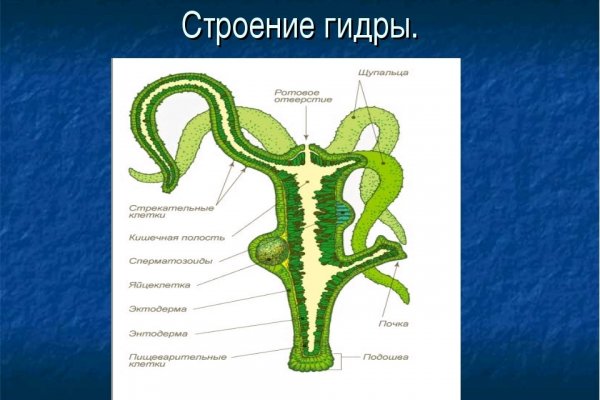 Актуальные ссылки на кракен тор